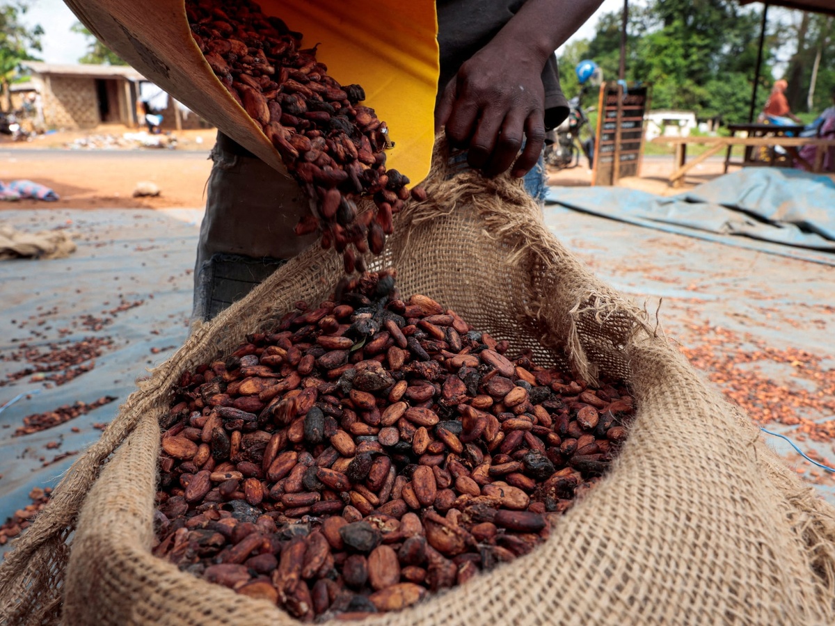 Cocoa Beans