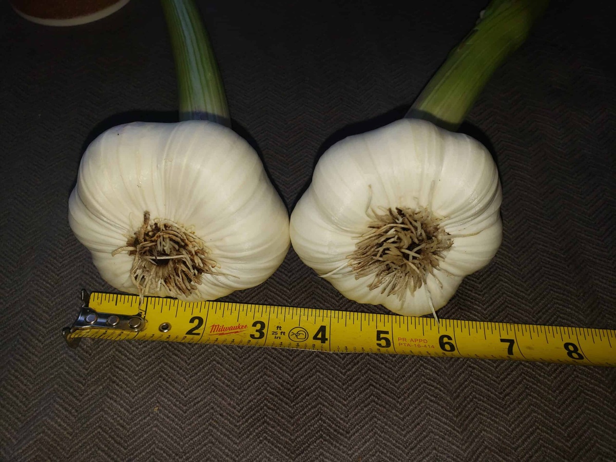Garlic