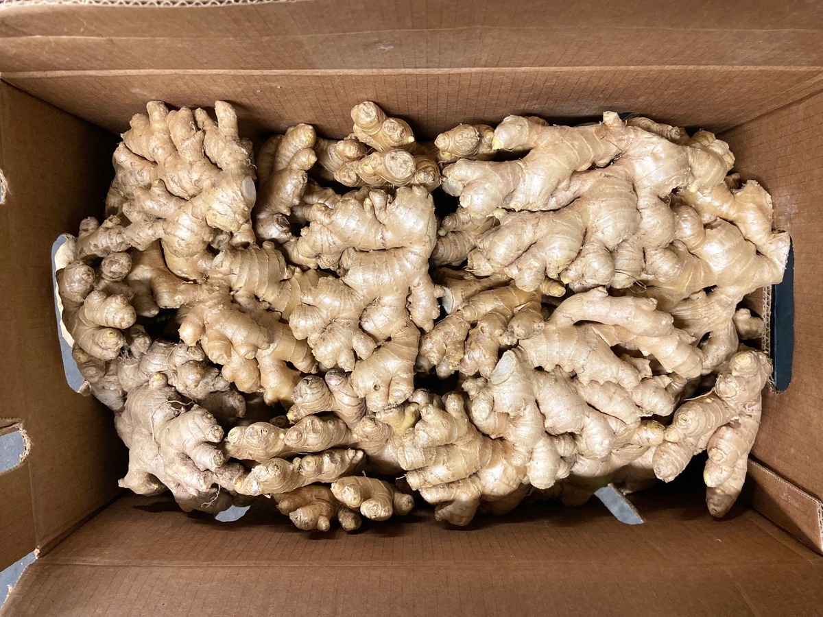 Ginger