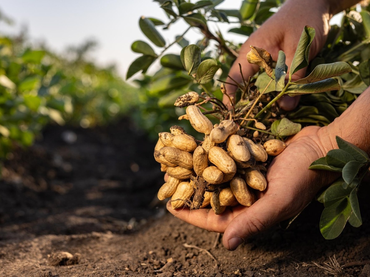 Groundnuts (Peanuts)