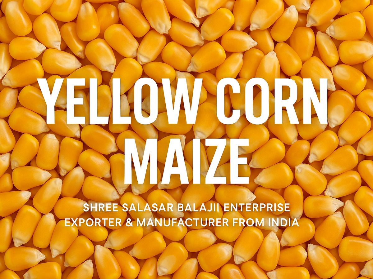 Maize (Corn)