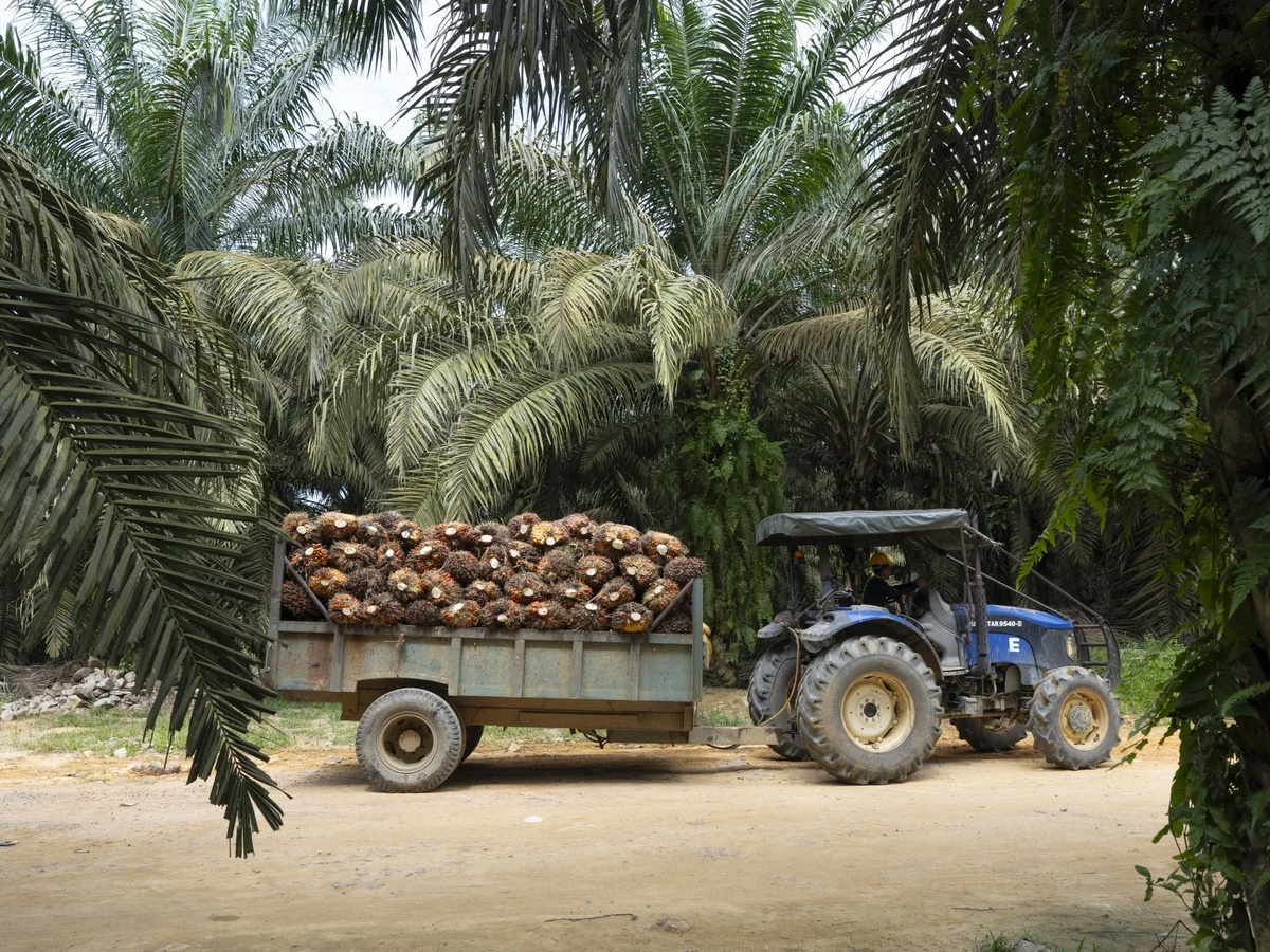 Palm Oil