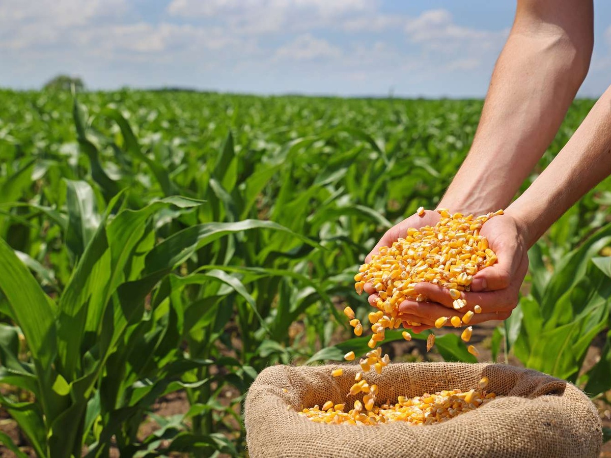 Soybeans