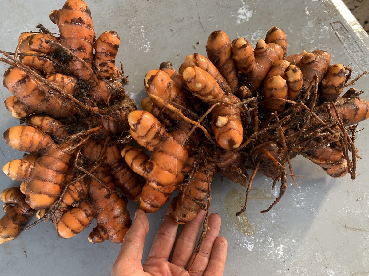 Turmeric